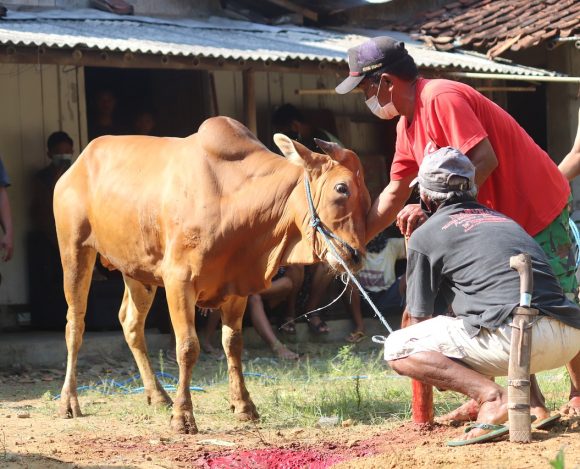 Hari Raya Idul Adha: Daging Lebih Baik Dipisah atau Digabung Bersama Tulang dan Jeroan?